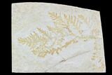 Fossil Plant (Brachyphyllum) - Solnhofen Limestone, Germany #97473-1